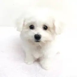 ビションフリーゼ