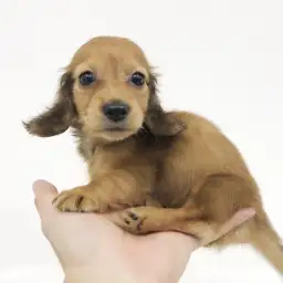 ミニチュア・ダックスフント