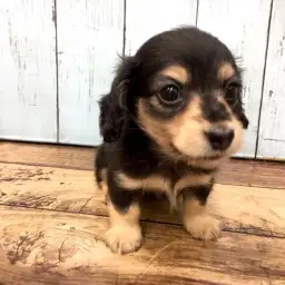 カニンヘン・ダックスフント