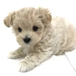 MIX（トイプードル×マルチーズ）