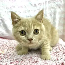 ブリティッシュショートヘア