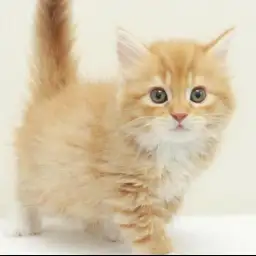 スコティッシュフォールド