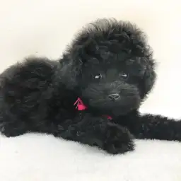 トイ・プードル