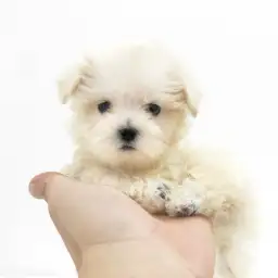 MIX（トイプードル×マルチーズ）