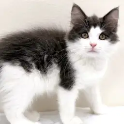 ノルウェージャンフォレストキャット