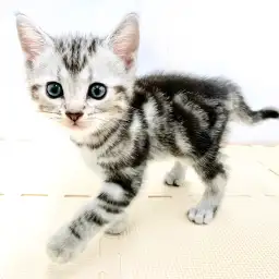 アメリカンショートヘア