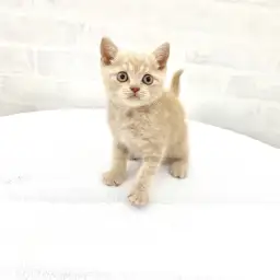 ブリティッシュショートヘア