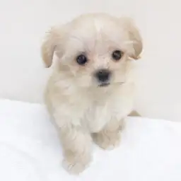 MIX（トイプードル×マルチーズ）