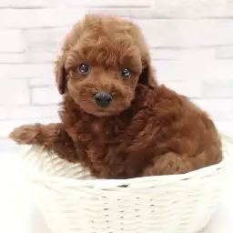 トイ・プードル