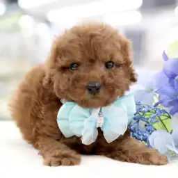 トイ・プードル