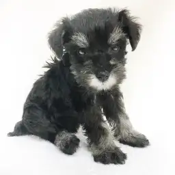 ミニチュア・シュナウザー