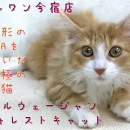 【 ノルウェージャン 】パパはACCチャンピオン!赤い被毛の究極の美猫!