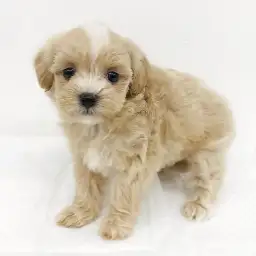 MIX（トイプードル×マルチーズ）