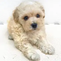 MIX（マルチーズ×トイプードル）