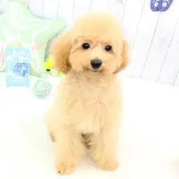 トイ・プードル