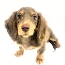 ミニチュア・ダックスフント