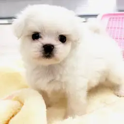 MIX（ペキニーズ×マルチーズ）