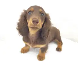 ミニチュア・ダックスフント