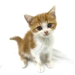 スコティッシュフォールド