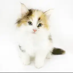 ノルウェージャンフォレストキャット