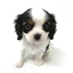 キャバリア・キングチャールズ・スパニエル