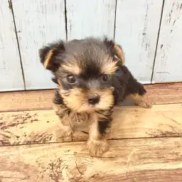 ヨークシャーテリア