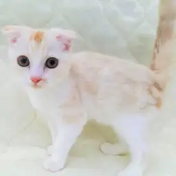 スコティッシュフォールド