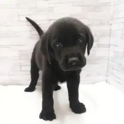 ラブラドールレトリバー