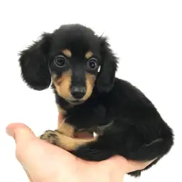 カニンヘン・ダックスフント