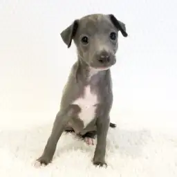イタリアングレーハウンド