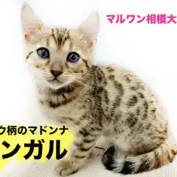 【 ベンガル 】艶やかなヒョウ柄で気品漂うマドンナ！見た目とのギャップに注目！