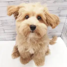 MIX（トイプードル×マルチーズ）