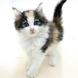 ノルウェージャンフォレストキャット