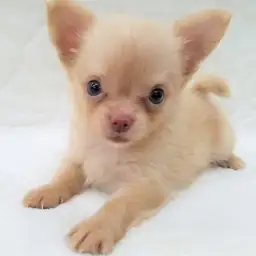 MIX（チワワ×ポメラニアン）