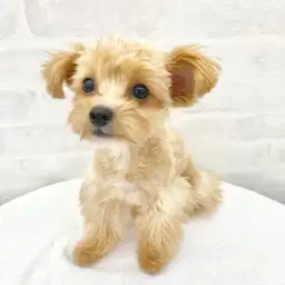 MIX（チワワ×トイプードル）