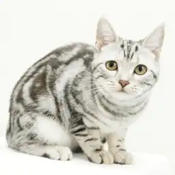 アメリカンショートヘア