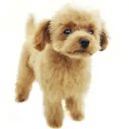 トイ・プードル