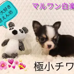 【 極小チワワ 】注目度のNo1！生後65日で驚愕の437gのミニマムサイズ！