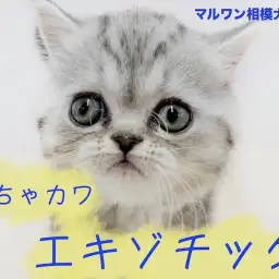 【 エキゾチック 】日本全国エキゾチックブーム！人気を呼ぶ3つの理由をご紹介！