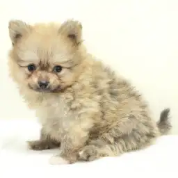 ポメラニアン