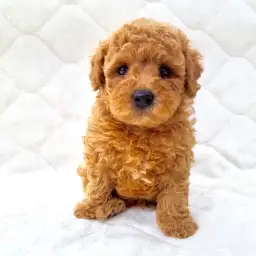 トイ・プードル