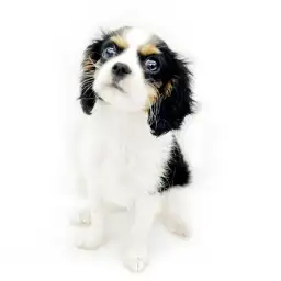 キャバリア・キングチャールズ・スパニエル