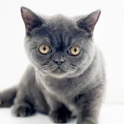 ブリティッシュショートヘア