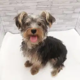 ヨークシャーテリア