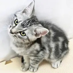 アメリカンショートヘア