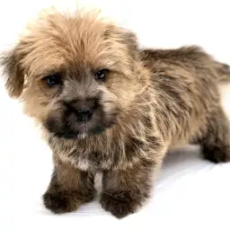 ノーフォークテリア