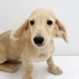 カニンヘン・ダックスフント