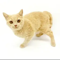 ブリティッシュショートヘア