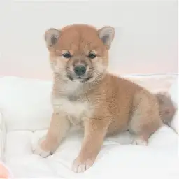 柴犬