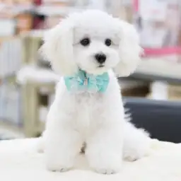 MIX（トイプードル×マルチーズ）